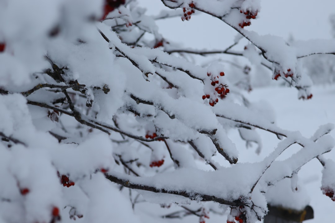 Exploring Feather Snow Road: A Winter Wonderland Adventure