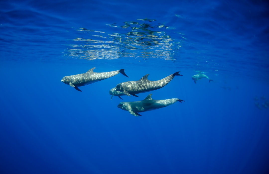 Photo Underwater Wonderland