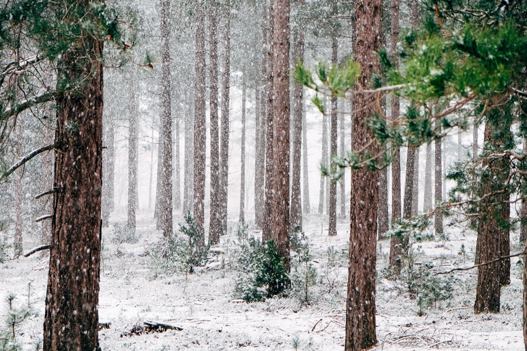 Feather Snow Road: Navigating Winter Driving Challenges